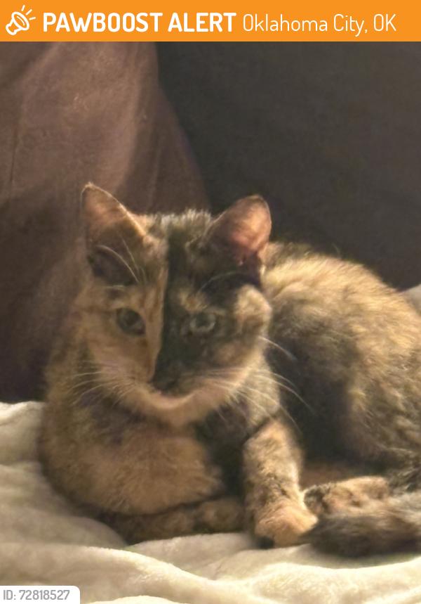 Found/Stray Unknown Cat last seen NW 35th Street, Oklahoma City, OK 73122