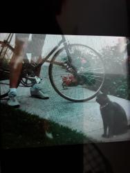 Lost Male Cat last seen Genesee rd, San Diego, CA 92122