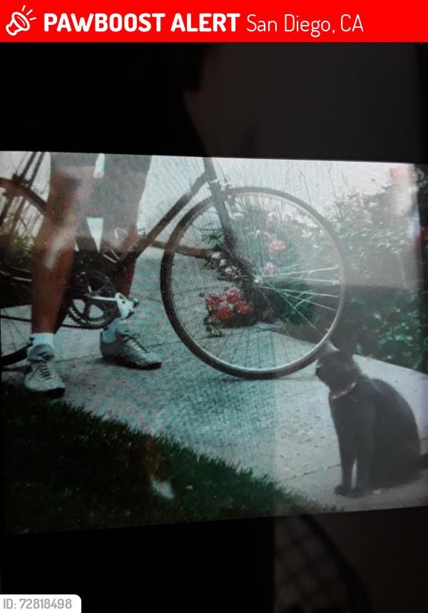 Lost Male Cat last seen Genesee rd, San Diego, CA 92122