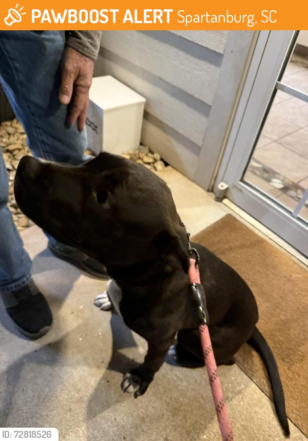 Found/Stray Male Dog last seen Aberdeen lane , Spartanburg, SC 29307
