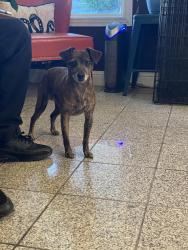 Found/Stray Male Dog last seen Foothill & 35th / High St, Oakland, CA 94601