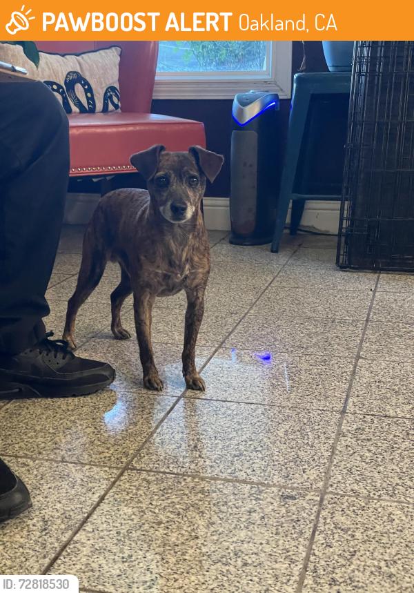 Found/Stray Male Dog last seen Foothill & 35th / High St, Oakland, CA 94601