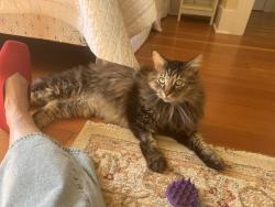 Reunited Male Cat last seen 1st NW and NW 75th St, Seattle, WA 98117