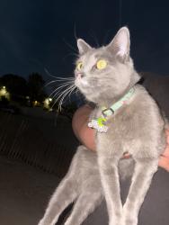 Found/Stray Unknown Cat last seen Copper ave Ne albuquerque 87106, Albuquerque, NM 87106