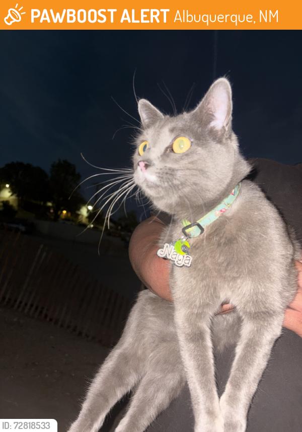 Found/Stray Unknown Cat last seen Copper ave Ne albuquerque 87106, Albuquerque, NM 87106