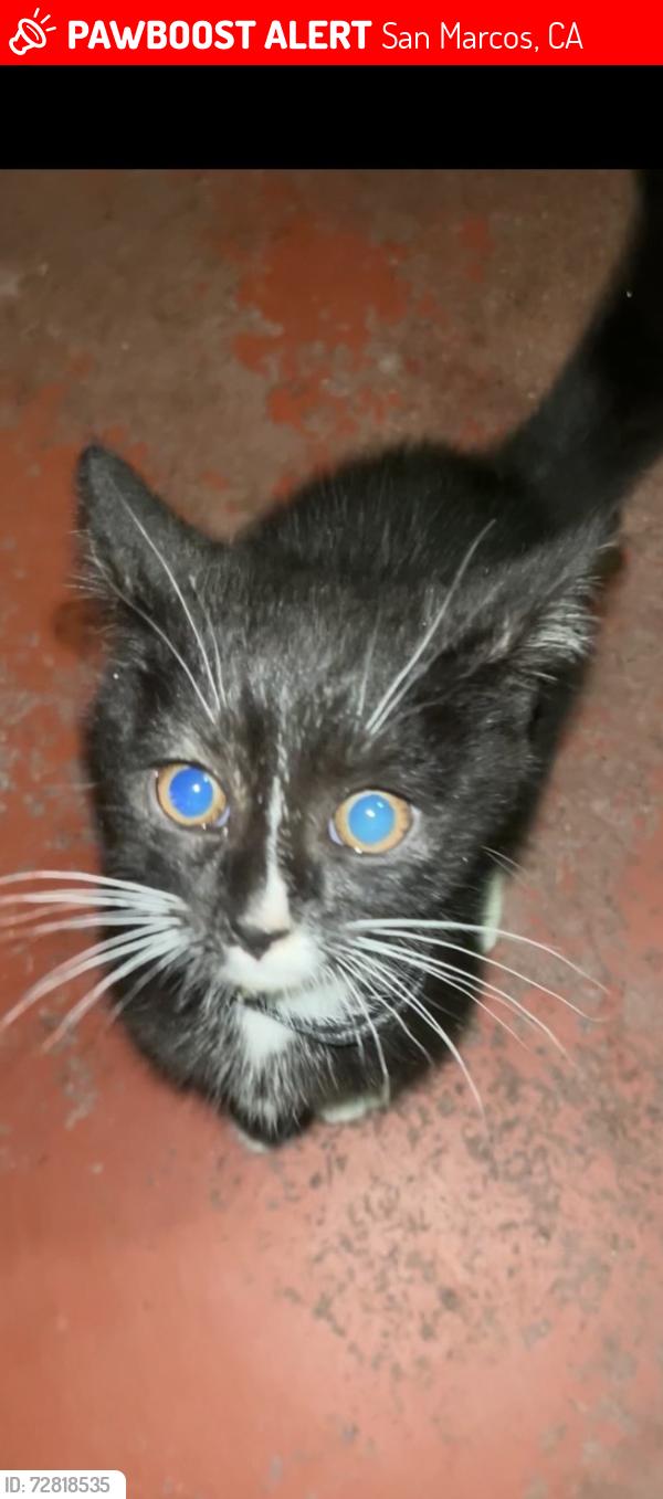 Lost Female Cat last seen In the parking lot, San Marcos, CA 92078