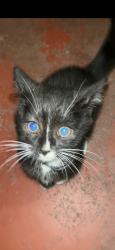 Lost Female Cat last seen In the parking lot, San Marcos, CA 92078