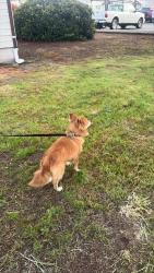 Lost Male Dog last seen Silverton rd, Salem, OR 97305