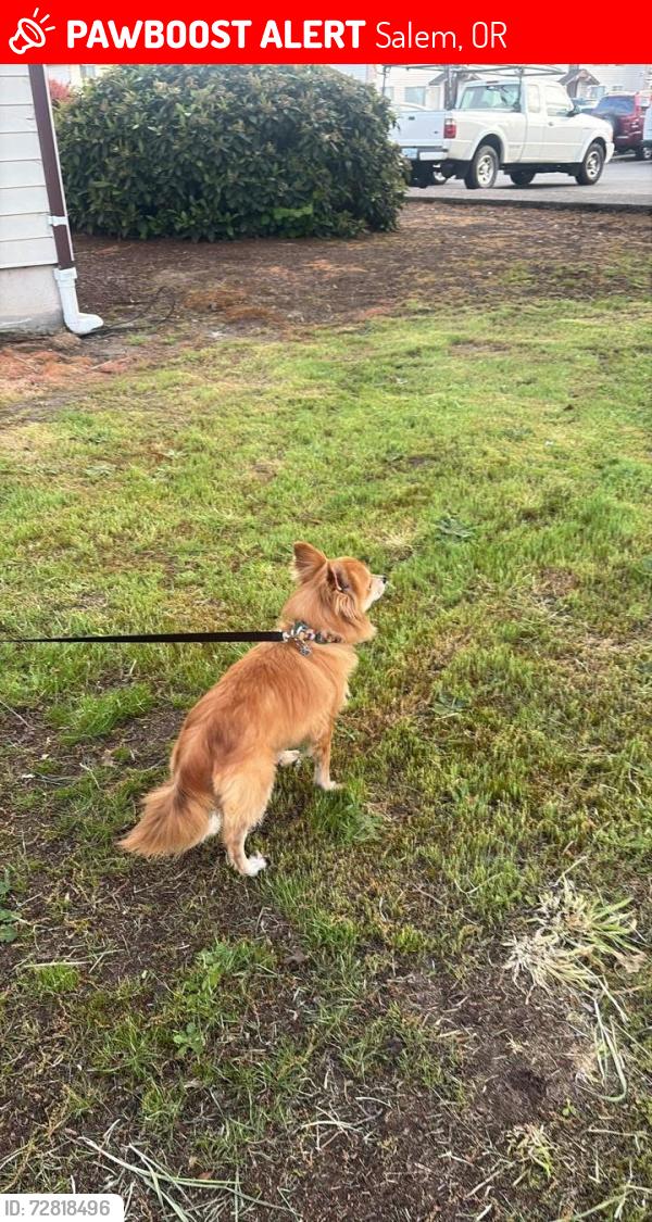 Lost Male Dog last seen Silverton rd, Salem, OR 97305