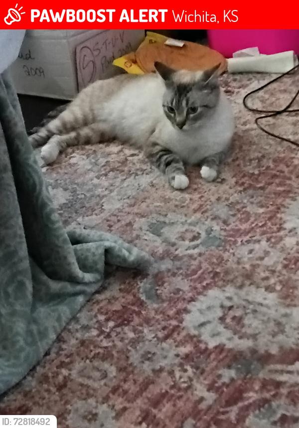Lost Female Cat last seen 47th and Hydraulic , Wichita, KS 67216