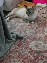 Lost Female Cat last seen 47th and Hydraulic , Wichita, KS 67216