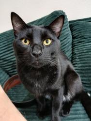 Lost Male Cat last seen S Palm Drive near the compadres apartments at San Houston  , Pharr, TX 78577