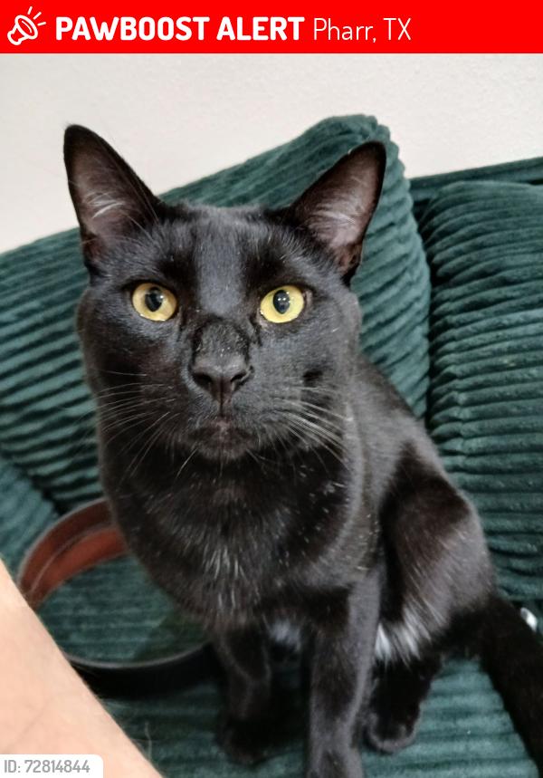 Lost Male Cat last seen S Palm Drive near the compadres apartments at San Houston  , Pharr, TX 78577