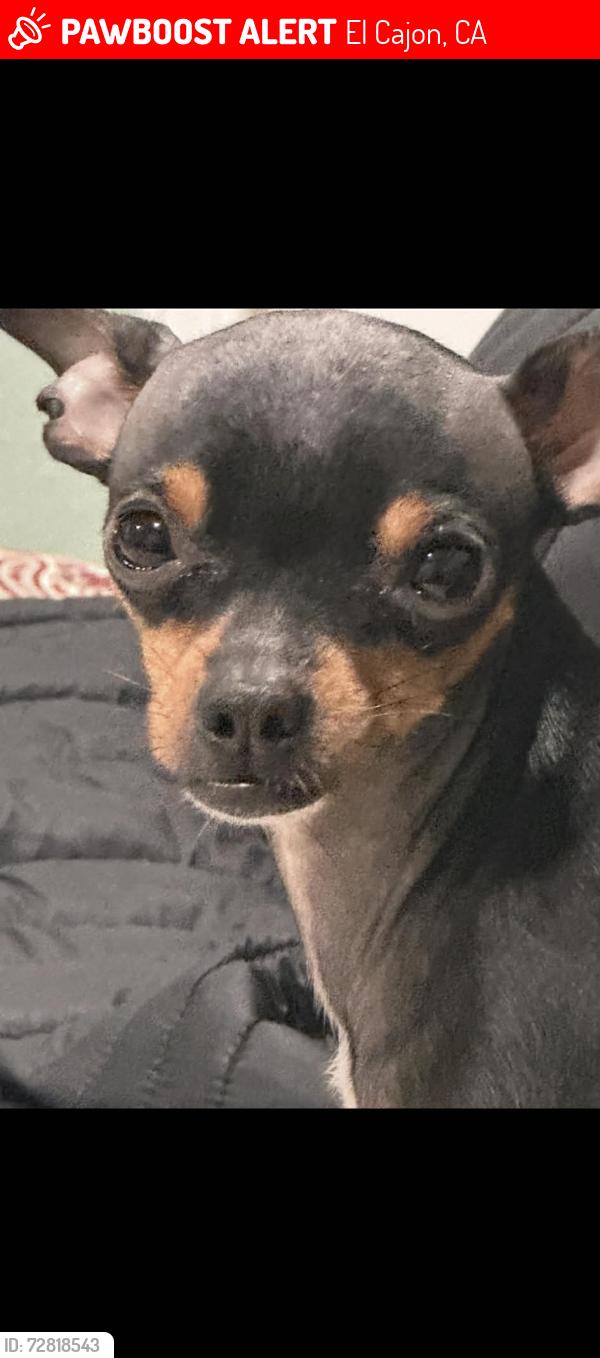 Lost Male Dog last seen Lexington , El Cajon, CA 92020