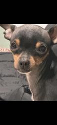 Lost Male Dog last seen Lexington , El Cajon, CA 92020