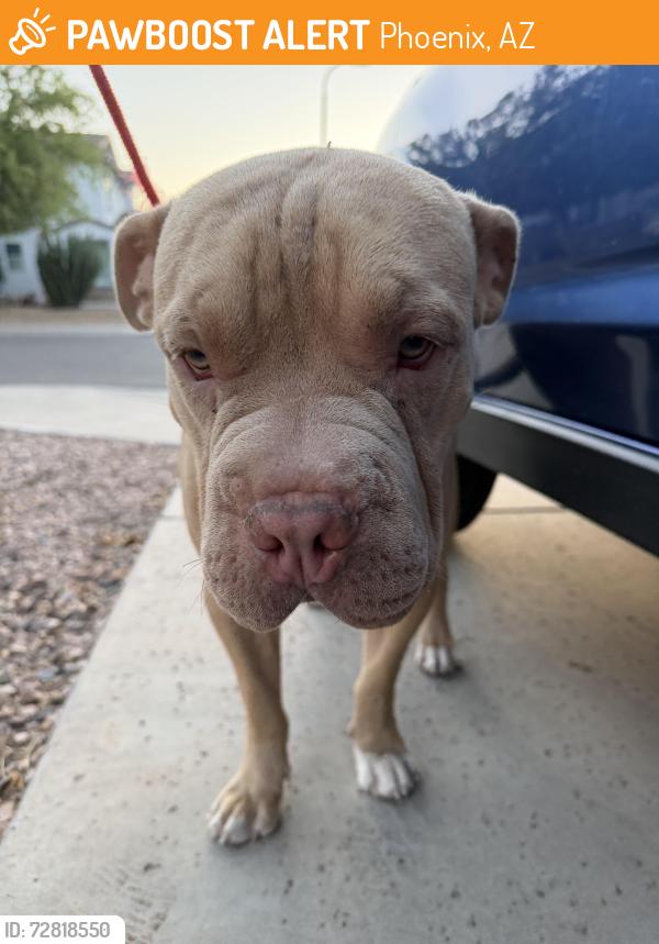 Found/Stray Male Dog last seen 71st Dr and Darrel Rd, Phoenix, AZ 85339