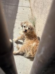 Lost Male Dog last seen Freedom Park 562-523-8296, Las Vegas, NV 89104