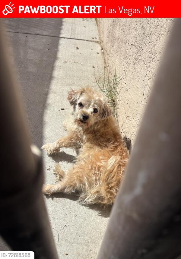 Lost Male Dog last seen Freedom Park 562-523-8296, Las Vegas, NV 89104