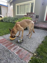 Found/Stray Female Dog last seen O’Brien Ct, San Jose, CA 95126