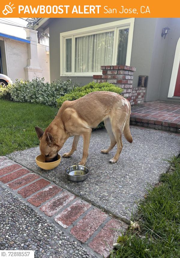Found/Stray Female Dog last seen O’Brien Ct, San Jose, CA 95126