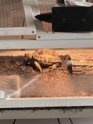 Lost Male Reptile last seen Camino Pio Decimo and Tanque Verde , Tucson, AZ 85715