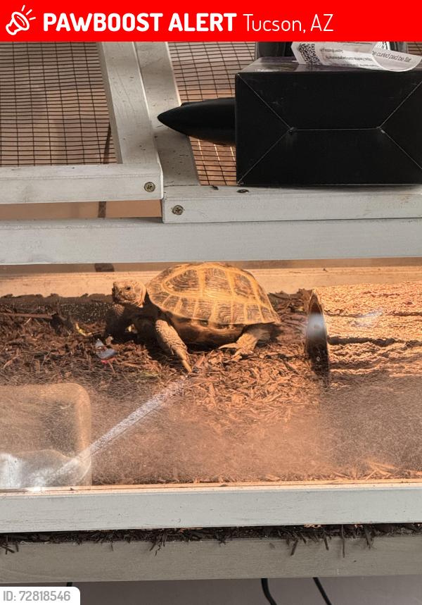 Lost Male Reptile last seen Camino Pio Decimo and Tanque Verde , Tucson, AZ 85715