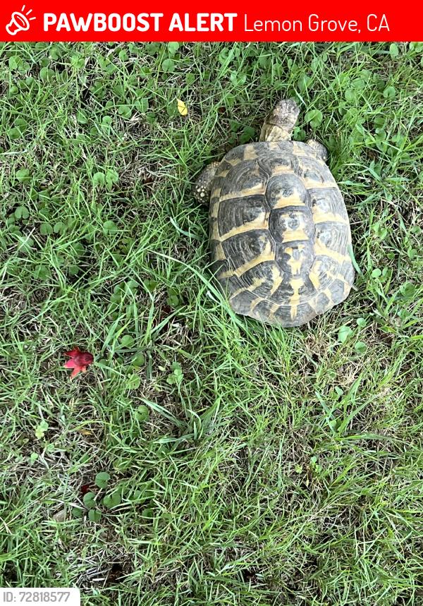 Lost Unknown Reptile last seen Lincoln, Lemon Grove, CA 91945