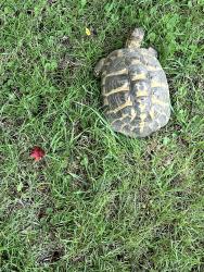 Lost Unknown Reptile last seen Lincoln, Lemon Grove, CA 91945