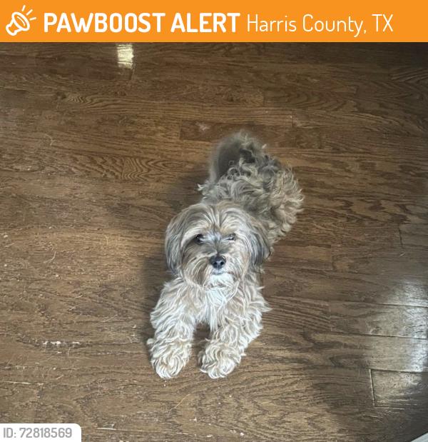 Found/Stray Male Dog last seen Inway Park in Northampton , Harris County, TX 77389