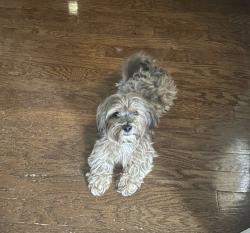 Found/Stray Male Dog last seen Inway Park in Northampton , Harris County, TX 77389