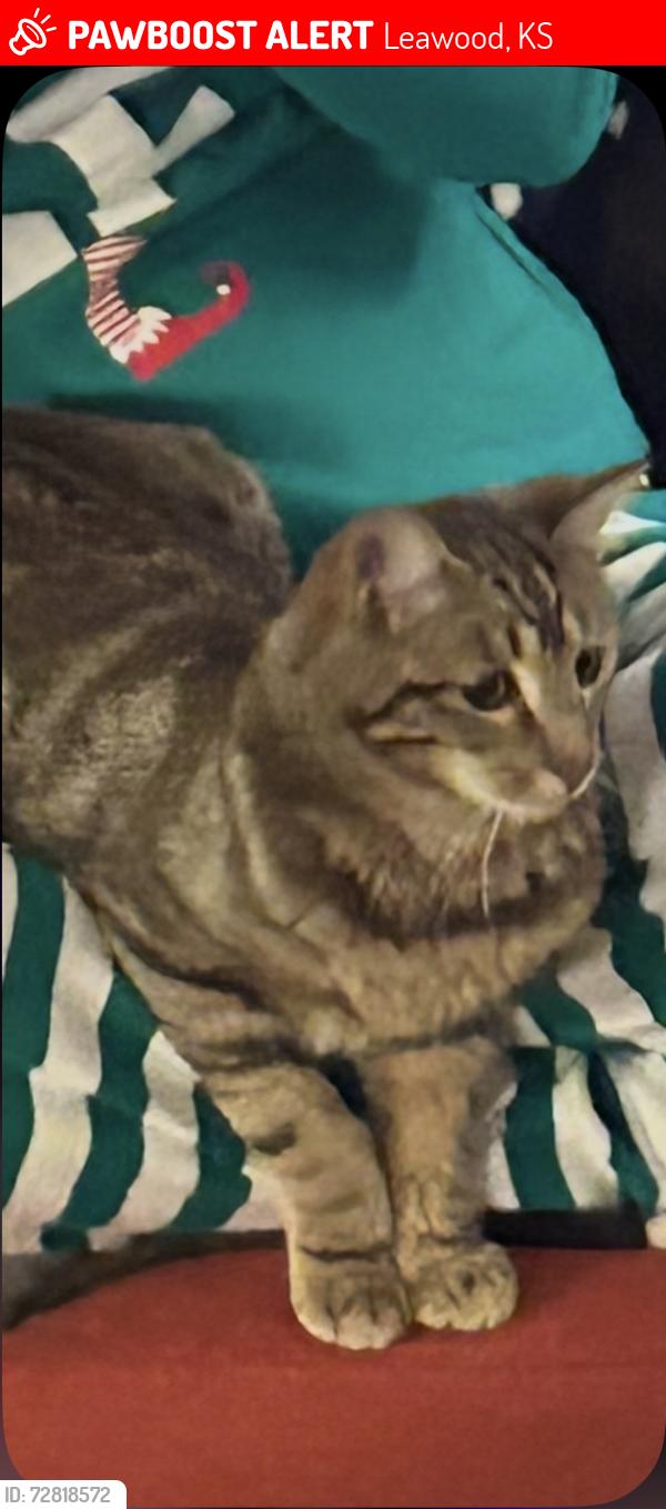 Lost Male Cat last seen 100th and mission, Leawood, KS 66206
