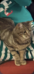 Lost Male Cat last seen 100th and mission, Leawood, KS 66206