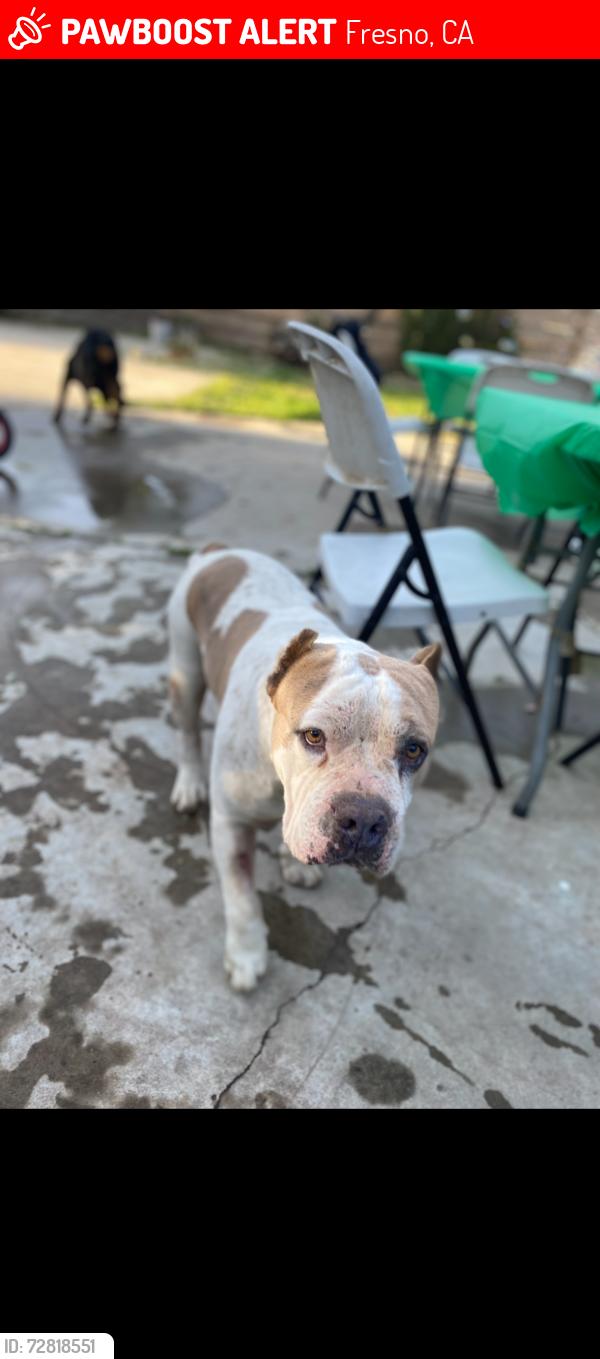 Lost Male Dog last seen Thomas and Fresno, Fresno, CA 93701