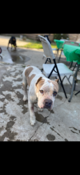 Lost Male Dog last seen Thomas and Fresno , Fresno, CA 93701