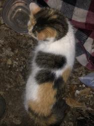 Found/Stray Unknown Cat last seen Memorial Drive & Birch Street, Beech Grove, IN 46107