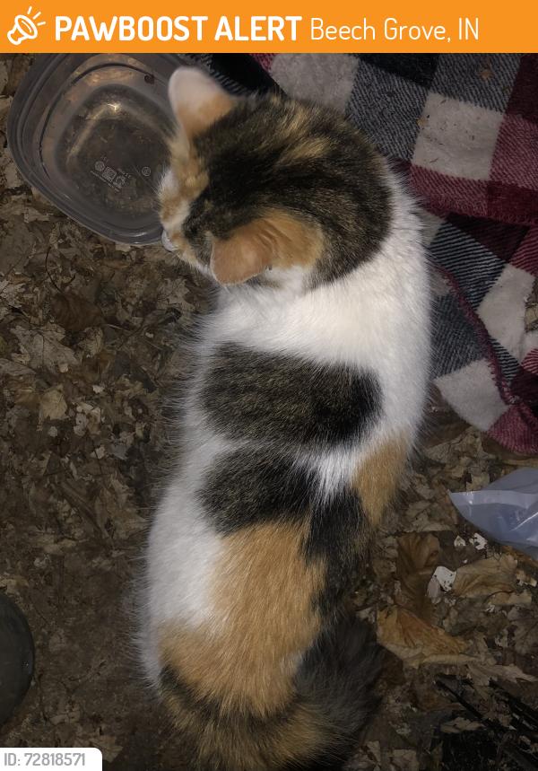 Found/Stray Unknown Cat last seen Memorial Drive & Birch Street, Beech Grove, IN 46107