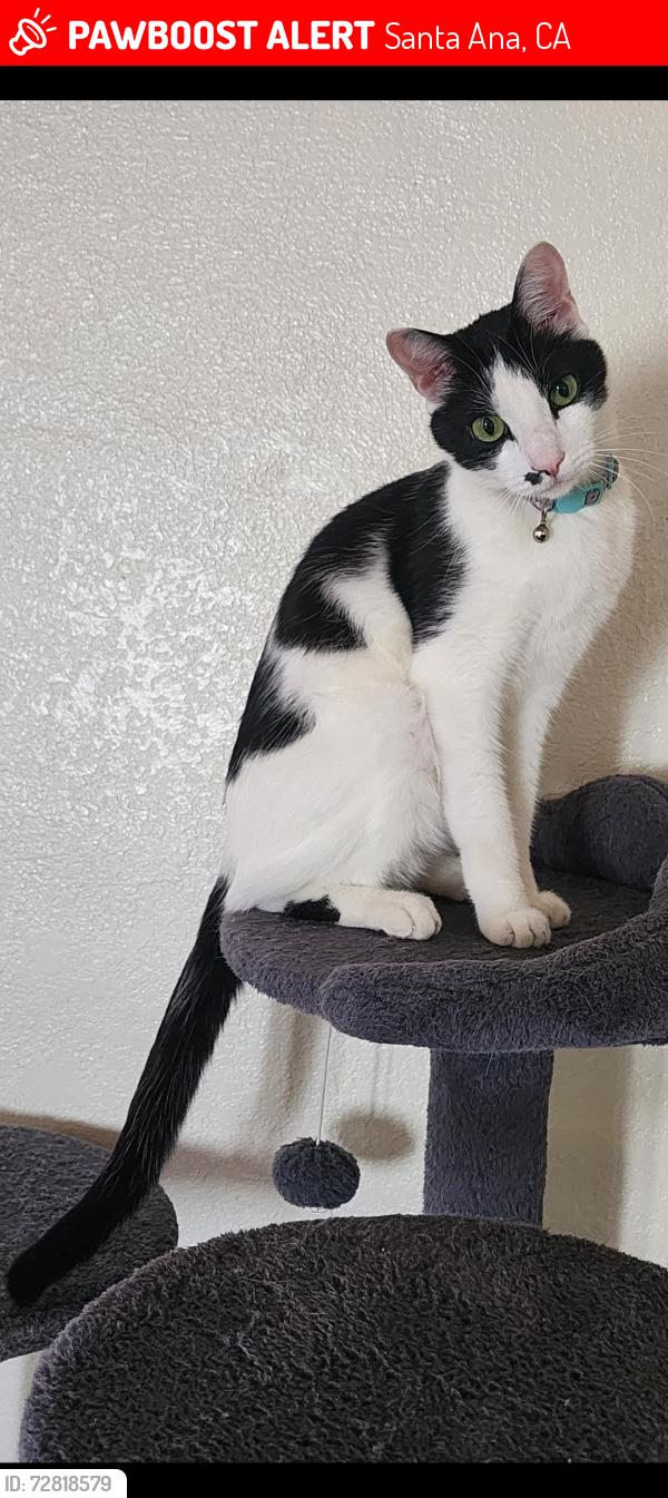 Lost Male Cat last seen Orange & McFadden , Santa Ana, CA 92707