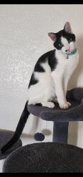 Lost Male Cat last seen Orange & McFadden , Santa Ana, CA 92707