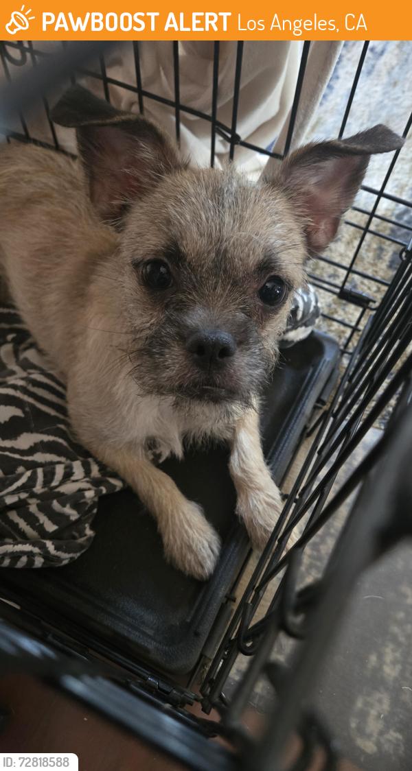 Found/Stray Female Dog last seen Raymond and 85th, Los Angeles, CA 90044