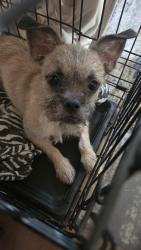 Found/Stray Female Dog last seen Raymond and 85th, Los Angeles, CA 90044