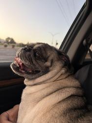 Found/Stray Male Dog last seen Ameen/Dyer, El Paso, TX 79924