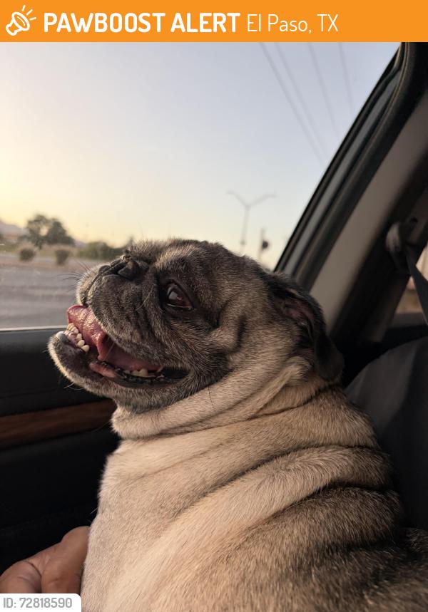 Found/Stray Male Dog last seen Ameen/Dyer, El Paso, TX 79924