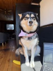 Lost Female Dog last seen Hwy 43 and poonamalie side rd, Drummond/North Elmsley, ON K7A 4S4