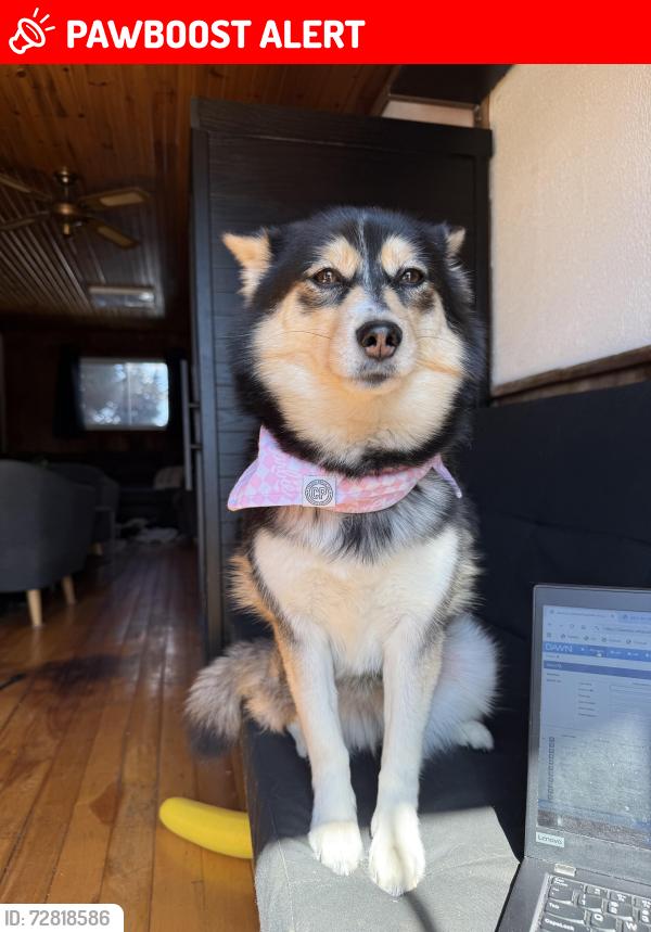Lost Female Dog last seen Hwy 43 and poonamalie side rd, Drummond/North Elmsley, ON K7A 4S4