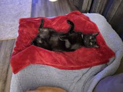 Lost Male Cat last seen Near Roper Mountain Woods apartments, Greenville, SC 29615