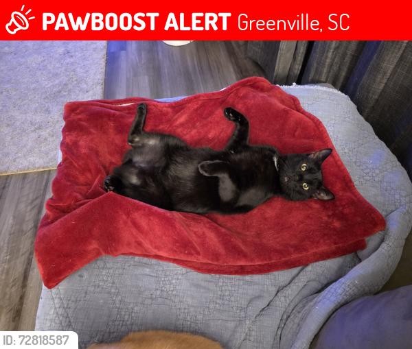 Lost Male Cat last seen Near Roper Mountain Woods apartments, Greenville, SC 29615