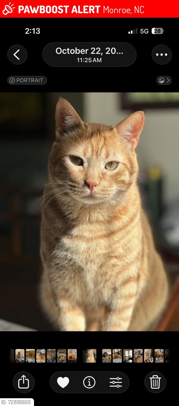Lost Male Cat last seen Goldmine Road , Monroe, NC 28110