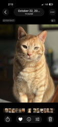 Lost Male Cat last seen Goldmine Road , Monroe, NC 28110