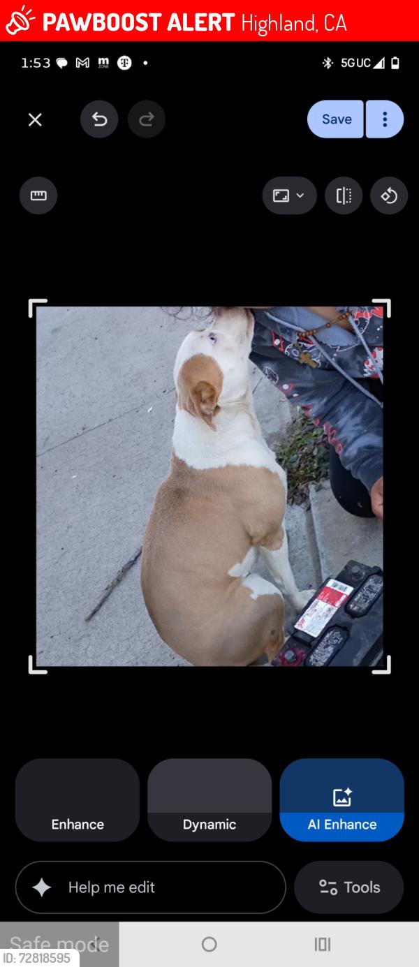 Lost Male Dog last seen Del Rosa , Highland, CA 92346