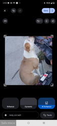 Lost Male Dog last seen Del Rosa , Highland, CA 92346